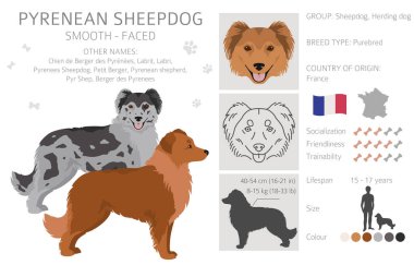 Pyrenean çoban köpeği, pürüzsüz yüzlü kırpıcı. Farklı pozlar, farklı renkler. Vektör illüstrasyonu