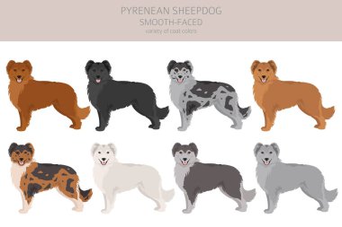 Pyrenean çoban köpeği, pürüzsüz yüzlü kırpıcı. Farklı pozlar, farklı renkler. Vektör illüstrasyonu