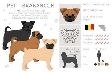 Petit Brabancon, Küçük Belçikalı köpekler. Farklı pozlar, farklı renkler. Vektör illüstrasyonu