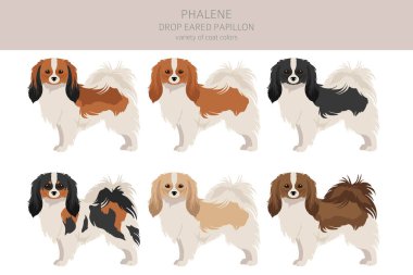 Phalene, Drop - eared Papillon clipart. Farklı pozlar, farklı renkler. Vektör illüstrasyonu