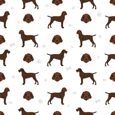 Pudelpointer kusursuz desen. Farklı pozlar, farklı renkler. Vektör illüstrasyonu