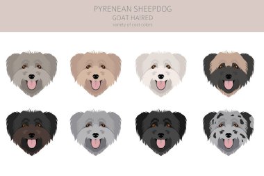 Pireneli çoban köpeği, keçi kıllı klipsi. Farklı pozlar, farklı renkler. Vektör illüstrasyonu