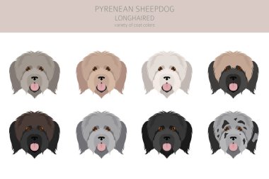 Pyrenean çoban köpeği, uzun saçlı Clipart. Farklı pozlar, farklı renkler. Vektör illüstrasyonu
