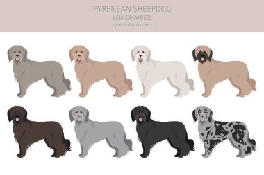 Pyrenean çoban köpeği, uzun saçlı Clipart. Farklı pozlar, farklı renkler. Vektör illüstrasyonu