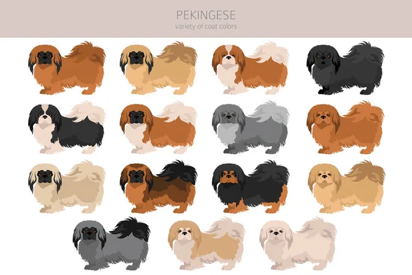 Clipart Perro Pekinés Distintas Poses Colores Del Abrigo Establecidos Ilustración — Vector de stock