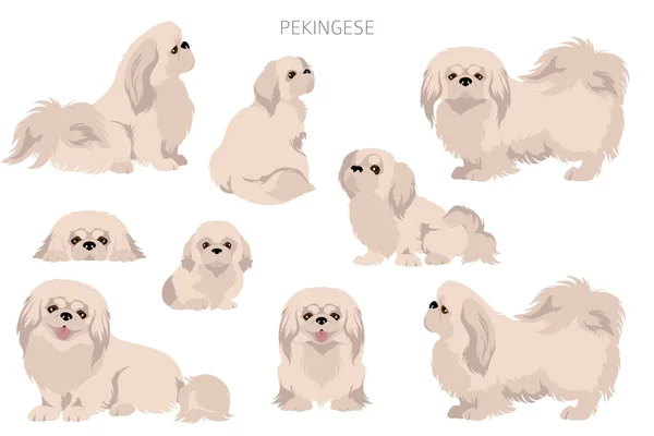 Pekingese狗群 不同的姿势 不同的外套颜色 矢量说明 — 图库矢量图片