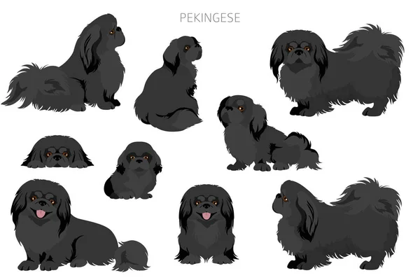 Clipart Chien Pékinois Différentes Poses Couleurs Manteau Réglées Illustration Vectorielle — Image vectorielle