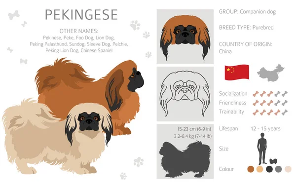 Pekinese Hundeklappe Verschiedene Posen Festgelegte Fellfarben Vektorillustration — Stockvektor
