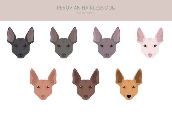 Peruano Sin Pelo Perro Clipart Distintas Poses Colores Del Abrigo — Vector de stock