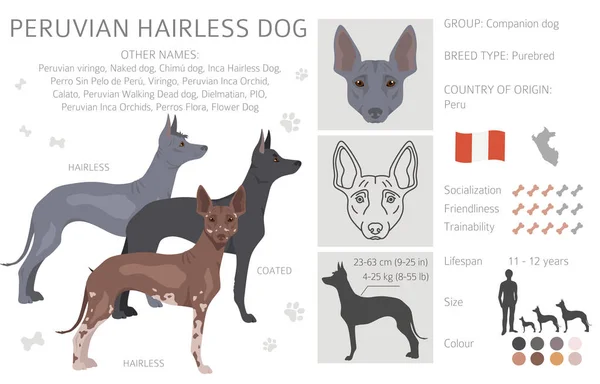 Peruwiański Bezwłosy Pies Kliparty Różne Pozy Zestaw Kolorów Płaszcza Ilustracja — Wektor stockowy