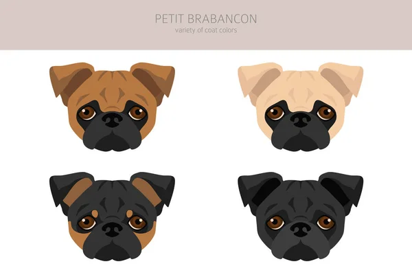 Petit Brabancon Small Belgian Dogs Clipart Different Poses Coat Colors — Stock Vector