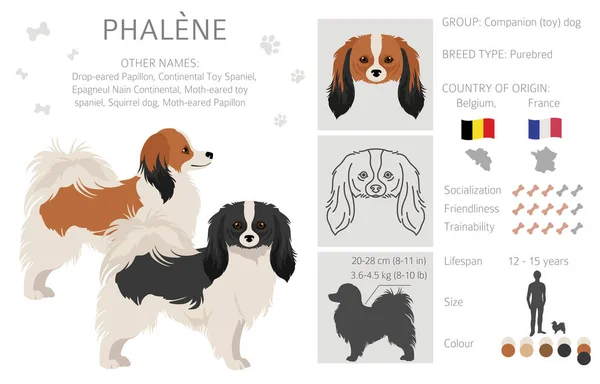 Phalene Drop Eared Papillon Clipart Farklı Pozlar Farklı Renkler Vektör — Stok Vektör