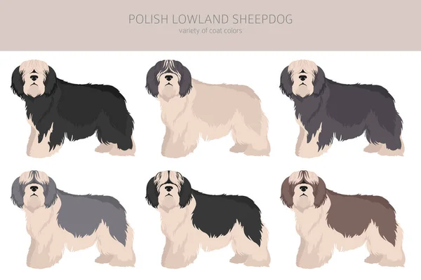 Clipart Chien Basse Terre Polonais Différentes Poses Couleurs Manteau Réglées — Image vectorielle