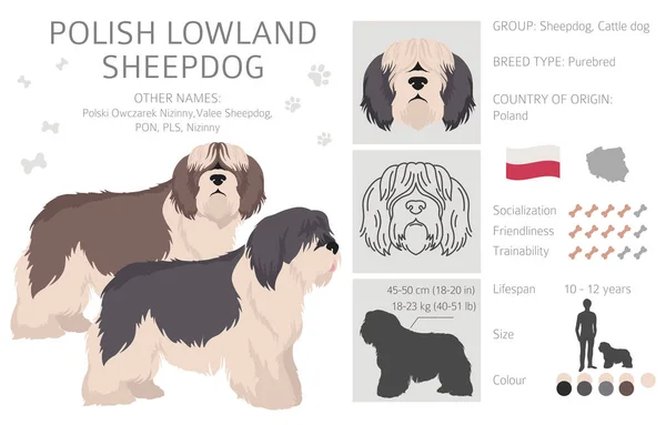 Clipart Chien Basse Terre Polonais Différentes Poses Couleurs Manteau Réglées — Image vectorielle