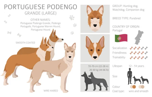 Πορτογαλικό Κλιπ Podengo Grande Διαφορετικές Πόζες Σετ Χρωμάτων Εικονογράφηση Διανύσματος — Διανυσματικό Αρχείο