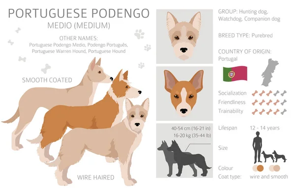 ポルトガル語のPodengo Media Clipart 異なるポーズ コートの色を設定します ベクターイラスト — ストックベクタ