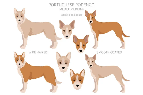 https://st.depositphotos.com/1033409/54595/v/450/depositphotos_545954650-stock-illustration-portuguese-podengo-medio-clipart-different.jpg