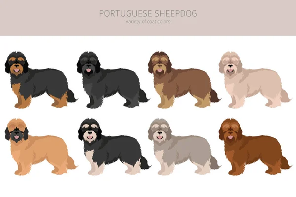 Portugis Sheepdog Clipart Pose Yang Berbeda Warna Mantel Ditetapkan Ilustrasi - Stok Vektor