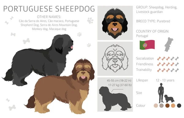 Portugiesischer Schäferhund Verschiedene Posen Festgelegte Fellfarben Vektorillustration — Stockvektor