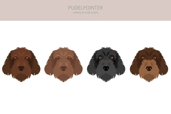 Pudelpointer集团 不同的姿势 不同的外套颜色 矢量说明 — 图库矢量图片