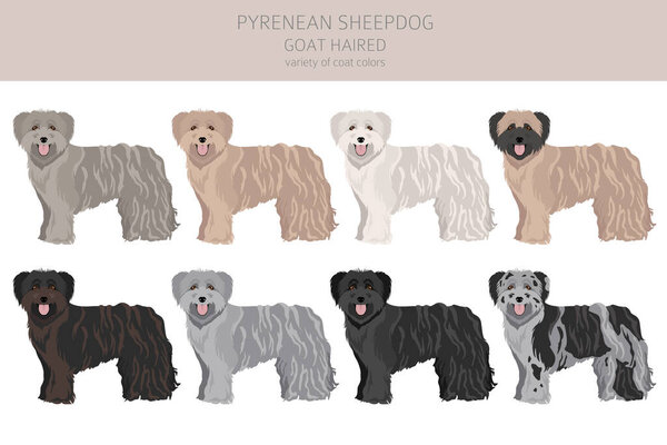 Pyrenean sheepdog, goat haired clipart. Different poses, coat colors set.  Vector illustration