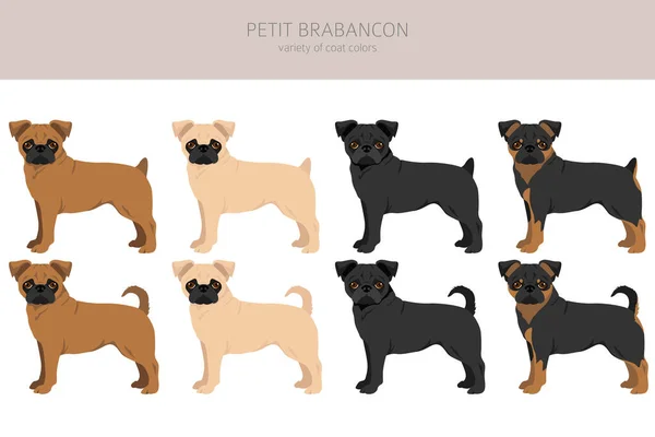 Petit Brabancon Small Belgian Dogs Clipart Different Poses Coat Colors — Stock Vector