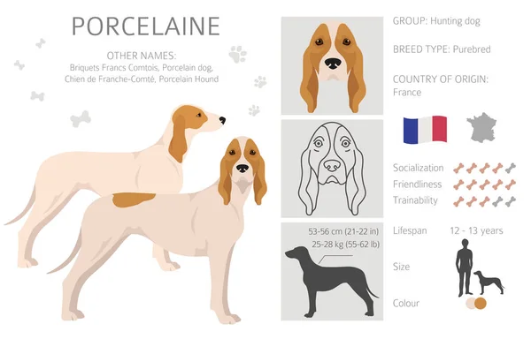 ポルセレーヌ犬の飛び地 異なるポーズ コートの色を設定します ベクターイラスト — ストックベクタ