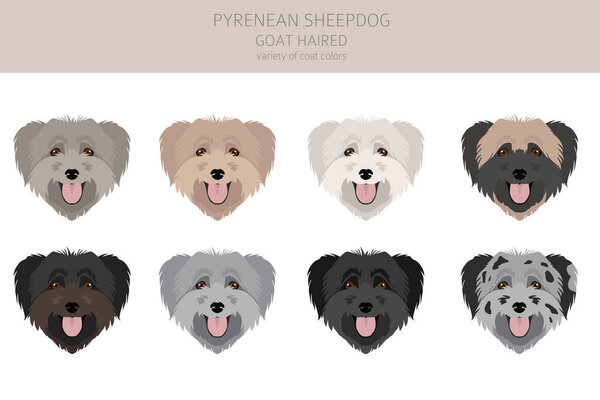 Pyrenean sheepdog, goat haired clipart. Different poses, coat colors set.  Vector illustration