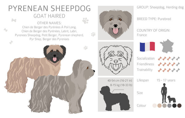 Pyrenean sheepdog, goat haired clipart. Different poses, coat colors set.  Vector illustration