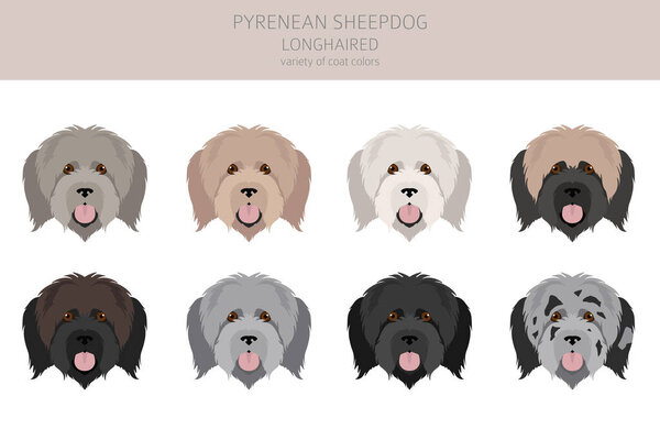 Pyrenean sheepdog, longhaired clipart. Different poses, coat colors set.  Vector illustration