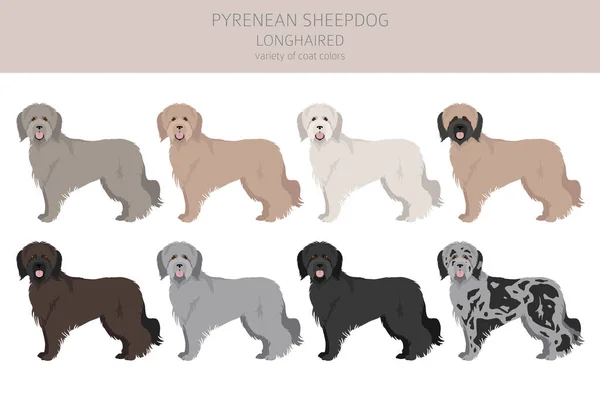 Pyreneese Herdershond Langharige Clipart Verschillende Houdingen Jas Kleuren Set Vectorillustratie — Stockvector