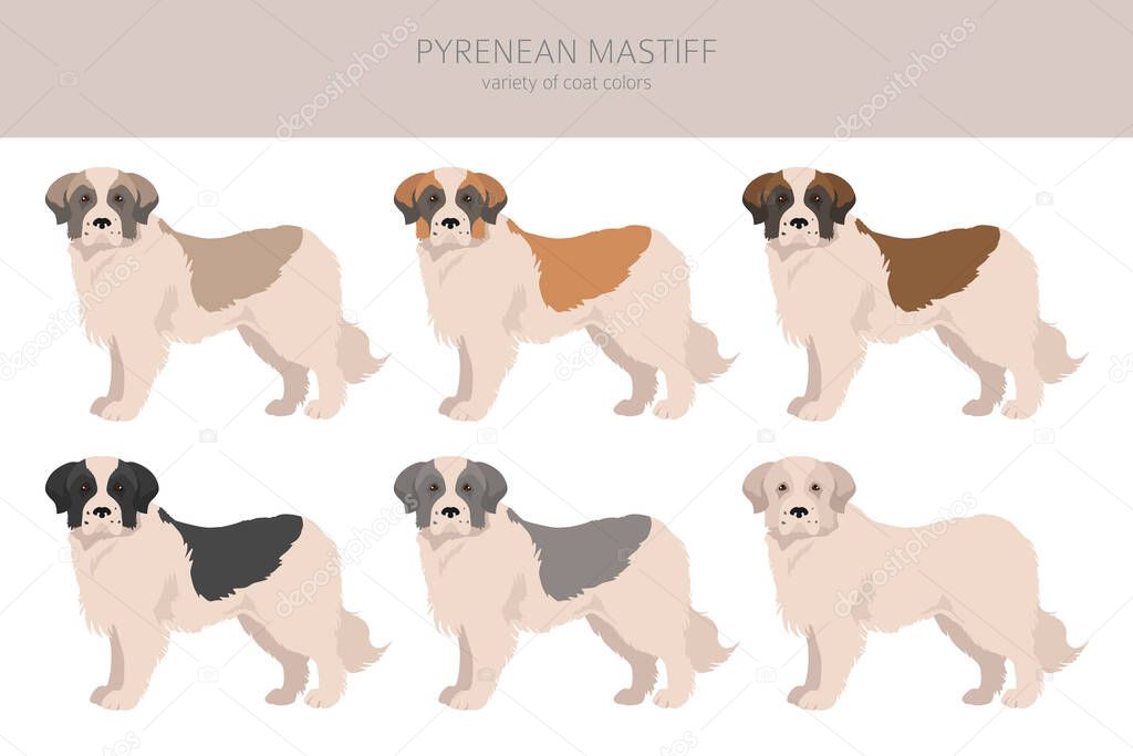 Pyrenean mastiff clipart. Different poses, coat colors set.  Vector illustration