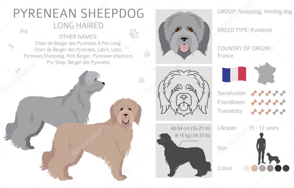 Pyrenean sheepdog, longhaired clipart. Different poses, coat colors set.  Vector illustration