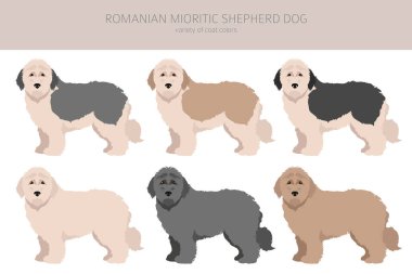 Rumen Mioritic çoban köpeği tırnağı. Farklı pozlar, farklı renkler. Vektör illüstrasyonu