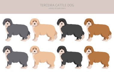 Terceira Sığır Köpeği Clipart. Farklı pozlar, farklı renkler. Vektör illüstrasyonu
