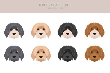 Terceira Sığır Köpeği Clipart. Farklı pozlar, farklı renkler. Vektör illüstrasyonu