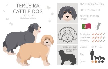 Terceira Sığır Köpeği Clipart. Farklı pozlar, farklı renkler. Vektör illüstrasyonu