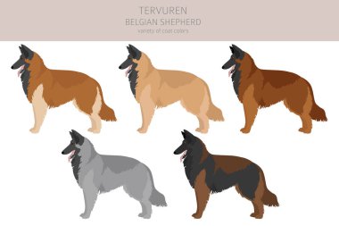 Belçika Tervuren klipsi. Farklı pozlar, farklı renkler. Vektör illüstrasyonu