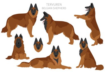 Belçika Tervuren klipsi. Farklı pozlar, farklı renkler. Vektör illüstrasyonu