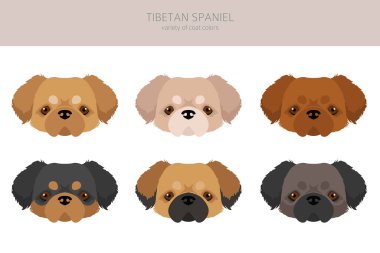 Tibetli spanyel clipart. Farklı pozlar, farklı renkler. Vektör illüstrasyonu
