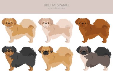 Tibetli spanyel clipart. Farklı pozlar, farklı renkler. Vektör illüstrasyonu