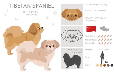 Tibetli spanyel clipart. Farklı pozlar, farklı renkler. Vektör illüstrasyonu