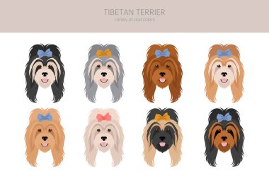 Tibet teriyeri. Farklı pozlar, farklı renkler. Vektör illüstrasyonu