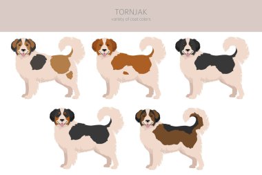 Tornjak clipart. Farklı pozlar, farklı renkler. Vektör illüstrasyonu