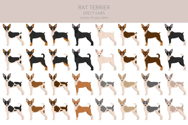Rat Terrier Clipart Posate Diverse Colori Del Cappotto Impostati Illustrazione — Vettoriale Stock
