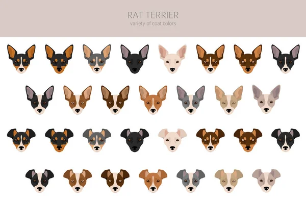 Rat Terriër Clipart Verschillende Houdingen Jas Kleuren Set Vectorillustratie — Stockvector