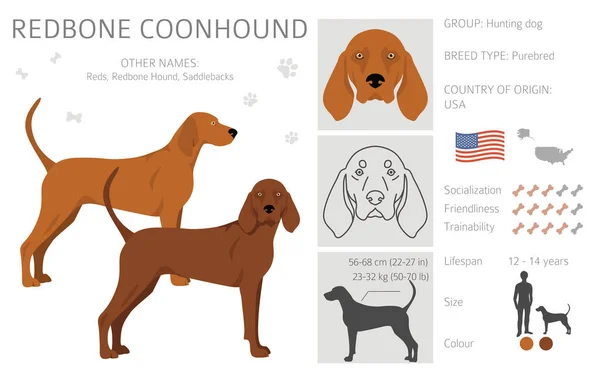 Redbone Coonhound Clipart Pose Yang Berbeda Warna Mantel Ditetapkan Ilustrasi - Stok Vektor