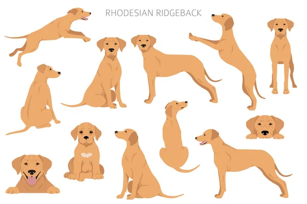 Rhodesian Ridgeback Clipart Verschillende Houdingen Jas Kleuren Set Vectorillustratie — Stockvector