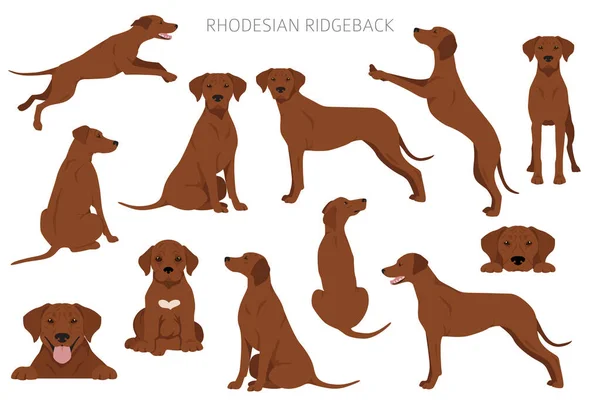 Klif Rhodesian Ridgeback Różne Pozy Zestaw Kolorów Płaszcza Ilustracja Wektora — Wektor stockowy