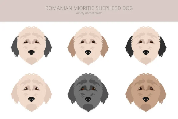 Румунські Міорітські Вівчарі Різні Пози Кольорові Фарби Приклад Вектора — стоковий вектор